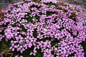 A photo of Moss Campion