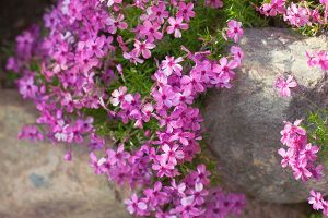 A photo of Moss Phlox