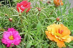 A photo of Moss Rose