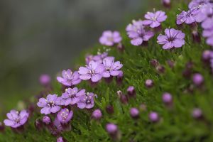 A photo of Mossy Campion