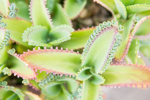 A photo of Mother of Millions