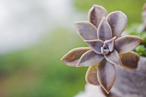 A photo of Mother of Pearl