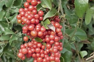 A photo of Mulberry Bush Greenbrier