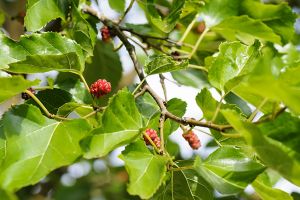 A photo of Mulberry Tree