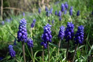 A photo of Muscari Armeniacum