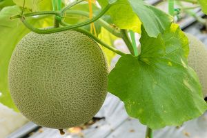 A photo of Muskmelon