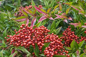 A photo of Nandina