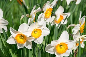 A photo of Narcissus