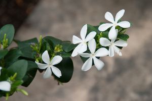 A photo of Natal Plum