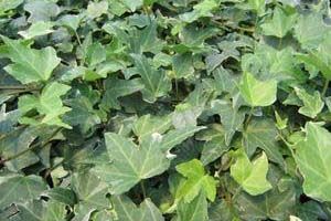 A photo of Needlepoint Ivy