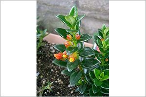 A photo of Nematanthus spp.