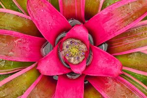 A photo of Neoregelia
