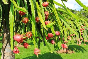A photo of Night Blooming Cereus