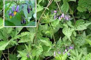A photo of Nightshade