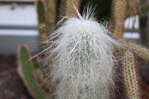 A photo of Old Man Cactus