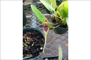 A photo of Old World Orchid