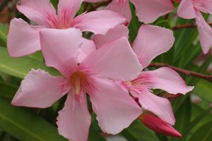 A photo of Oleander