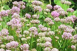 A photo of onion