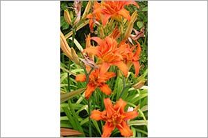 A photo of Orange Day Lily