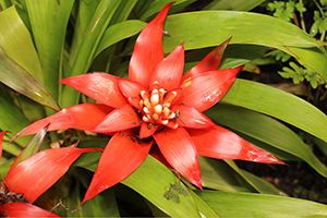 A photo of Orange Star