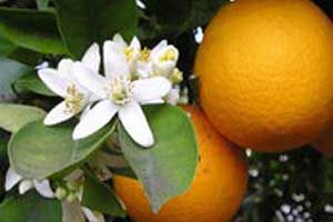 A photo of orange