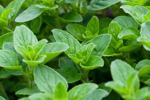 A photo of oregano