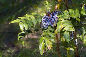 A photo of Oregon Grape