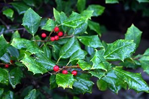 A photo of Oregon Holly