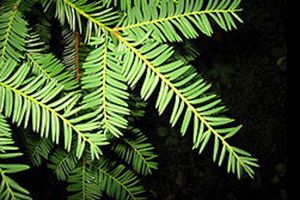 A photo of Pacific Yew