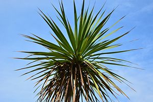 A photo of Palm Lily