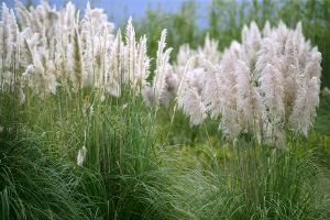A photo of Pampas Grass