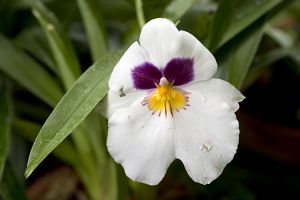 A photo of Pansy Orchid