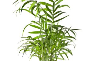 A photo of Paradise Palm