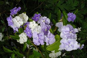 A photo of Paraguayan Jasmine