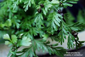 A photo of Parsley Fern