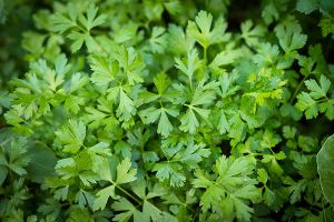 A photo of parsley