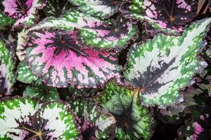 A photo of Peace Begonia