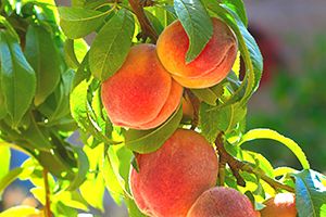 A photo of peach