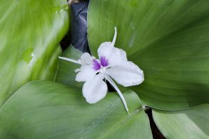 A photo of Peacock Plant
