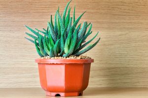 A photo of Pearl Plant