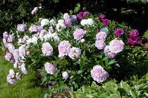 A photo of Peony