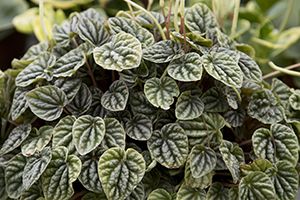 A photo of Peperomia Hederifolia