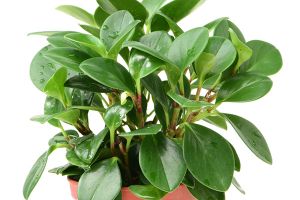 A photo of Peperomia Peltfolia