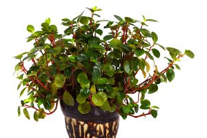 A photo of Peperomia Rotundifolia