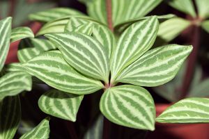 A photo of Peperomia Sandersii