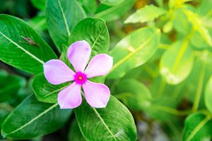 A photo of Periwinkle