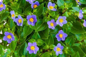 A photo of Persian Violet