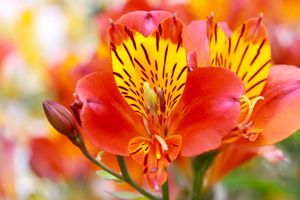 A photo of Peruvian Lily
