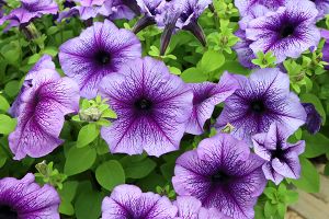 A photo of Petunia