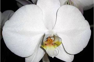A photo of Phalaenopsis Orchid
